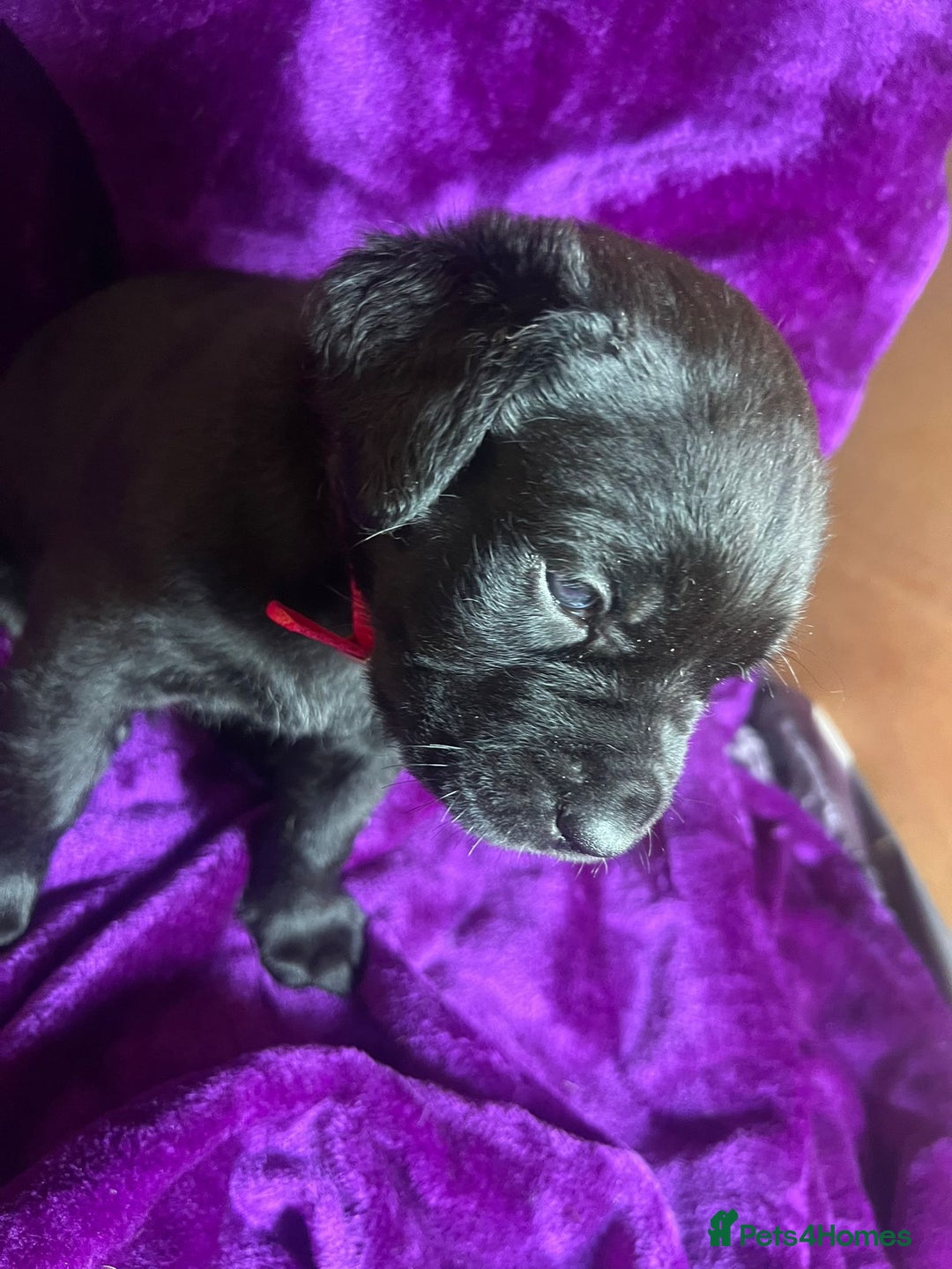 Mixed Breed dogs for sale: Cane Corso × Rottweiler/Bordeaux Puppies All Girls - Image 10