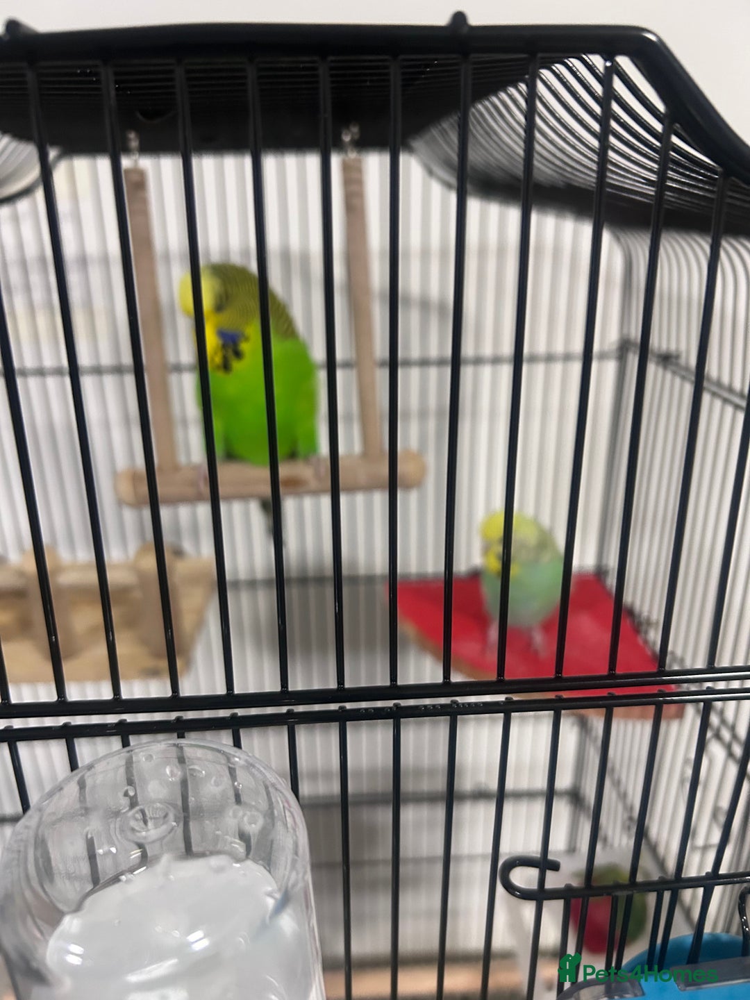 Budgerigars birds for sale: 2 x buggies & new cage - Advert 2