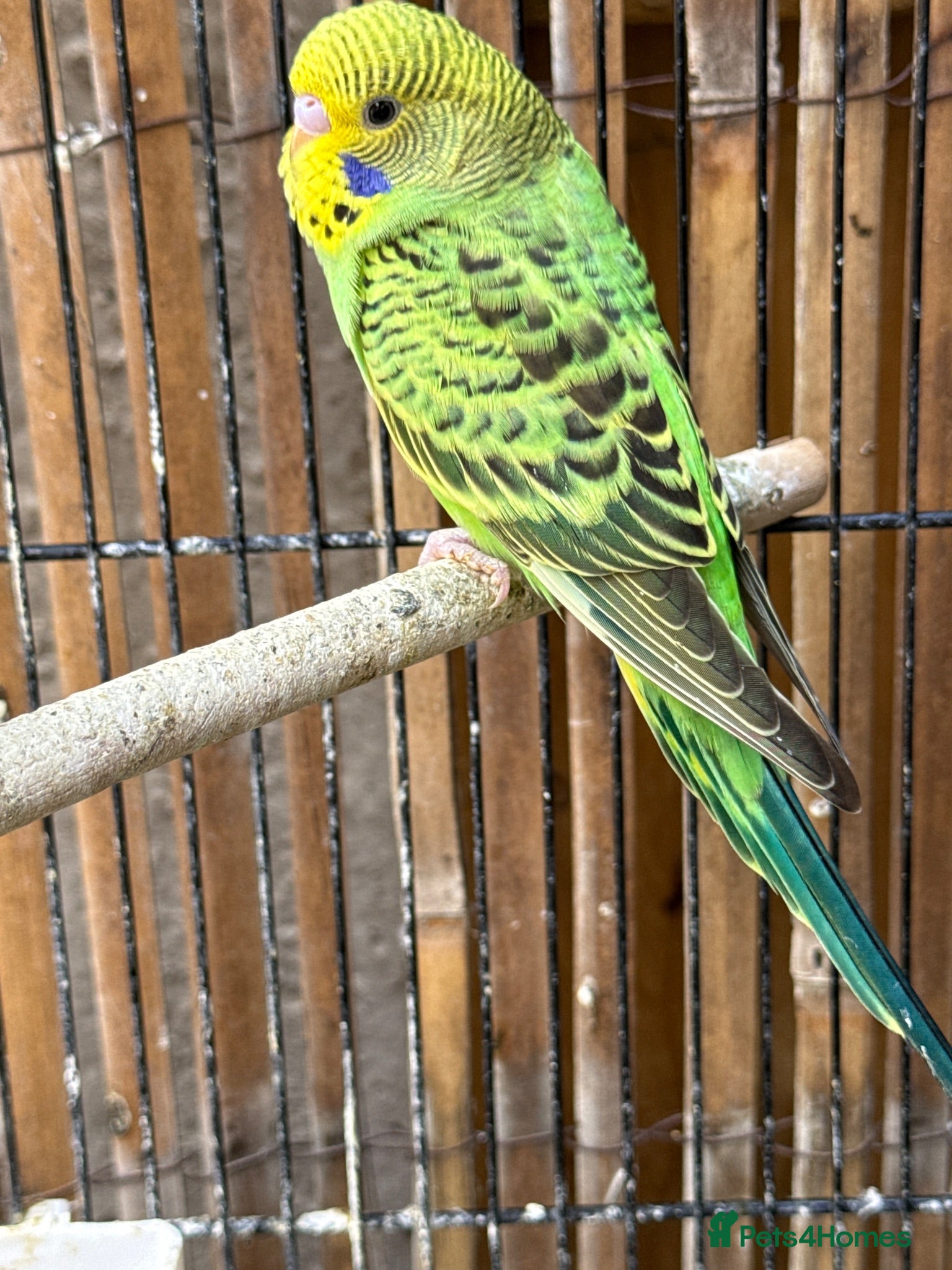 Budgerigars birds Budgies  - Advert 5