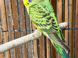 Budgerigars birds Budgies - Advert 2