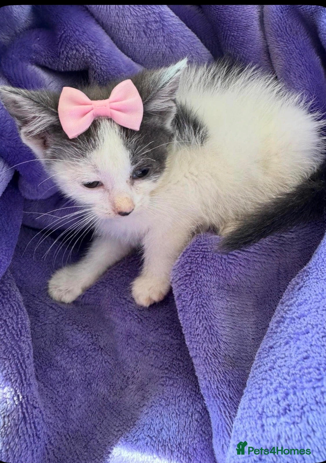 Mixed Breed cats Gorgeous blue and white kittens  - Advert 3