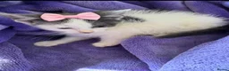 Mixed Breed cats for sale: Gorgeous blue and white kittens  - Advert 1