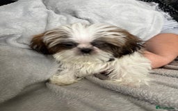 Shih Tzu dogs for sale: Shih Tzu One BOY left   - Image 8