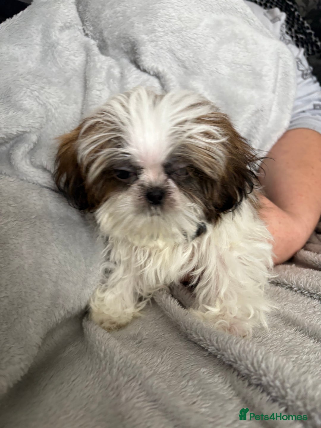 Shih Tzu dogs for sale: Shih Tzu One BOY left   - Image 8
