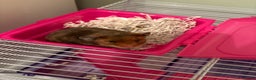 Hamster rodents for sale: Gorgeous Syrian hamsters and mice available  - Advert 6