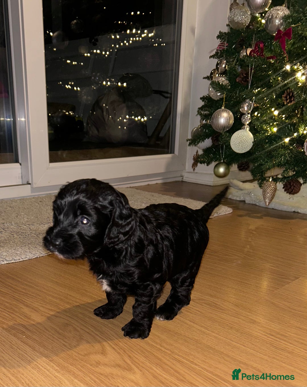 Cockapoo dogs for sale: Beautiful Cockapoo Puppies - Advert 2