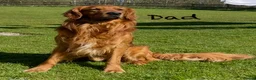 Golden Retriever dogs for sale: One KC reg Dark Golden Retriever Boy Ready Now in Melton Mowbray - Advert 5