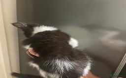 Domestic Shorthair cats for sale: Kittens For Sale! - Image 3