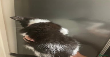 Domestic Shorthair cats - Advert 1
