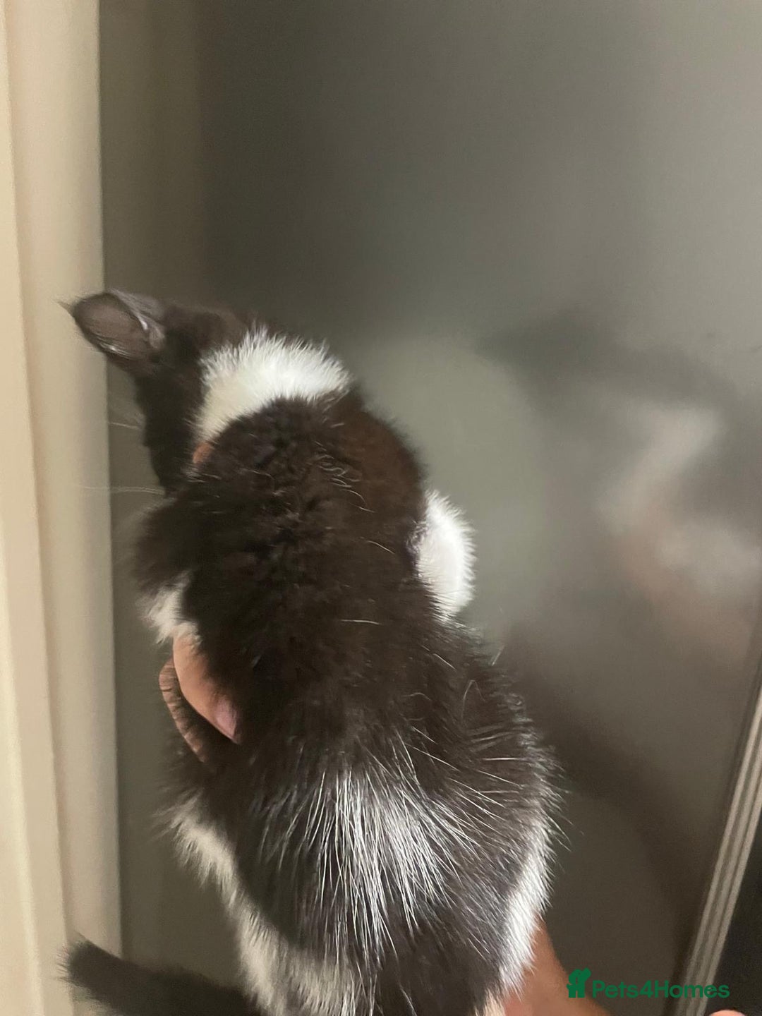 Domestic Shorthair cats for sale: Kittens For Sale! - Image 3
