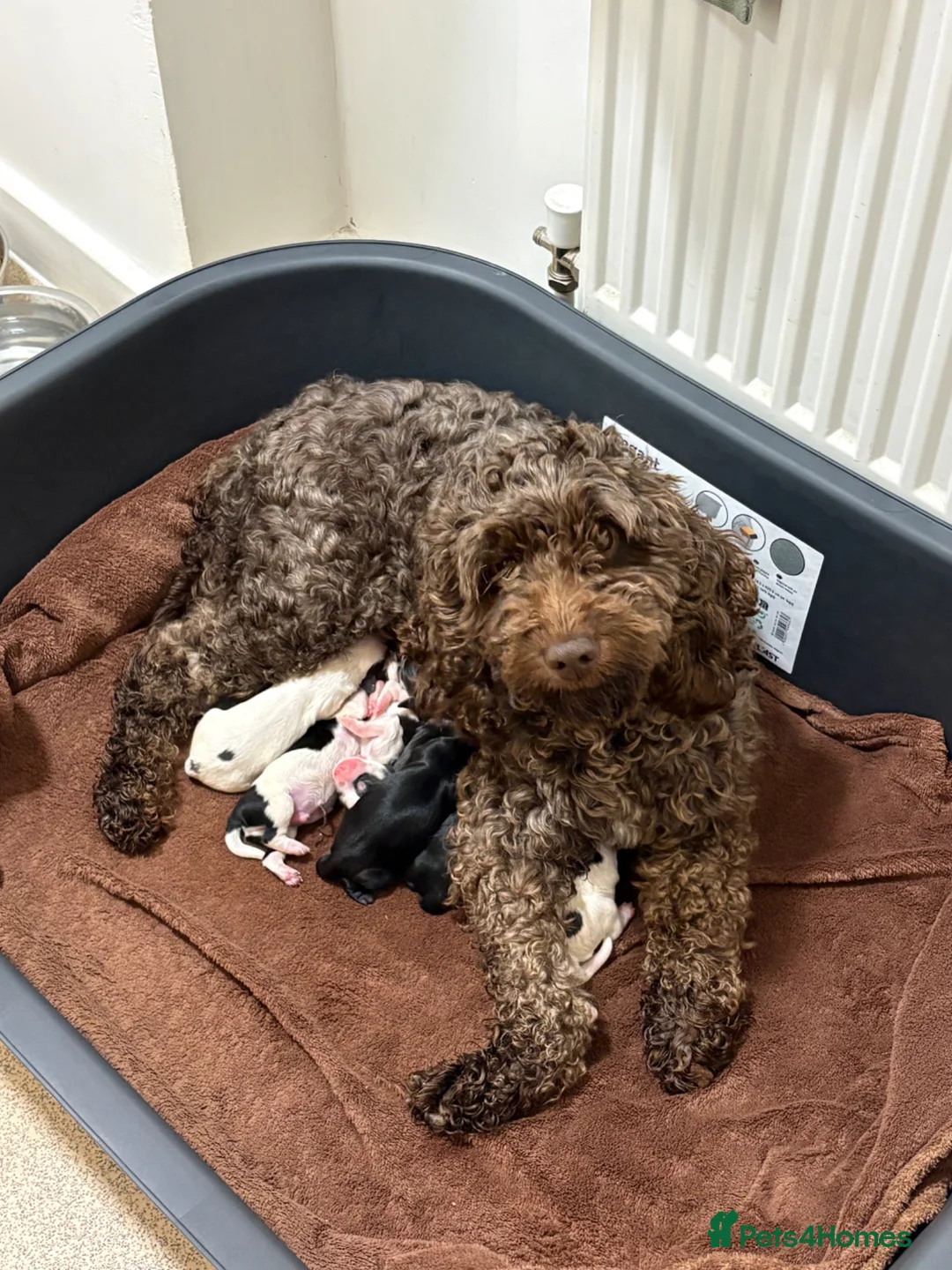 Mixed Breed dogs for sale: Cockapoo x Maltese  - Advert 1