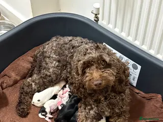 Mixed Breed dogs Cockapoo x Maltese - Advert 1