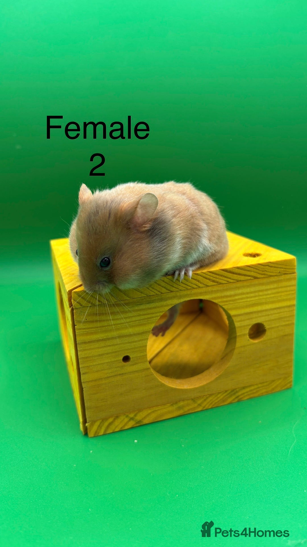 Hamster rodents for sale: Adorable baby Syrian hamsters  - Image 3