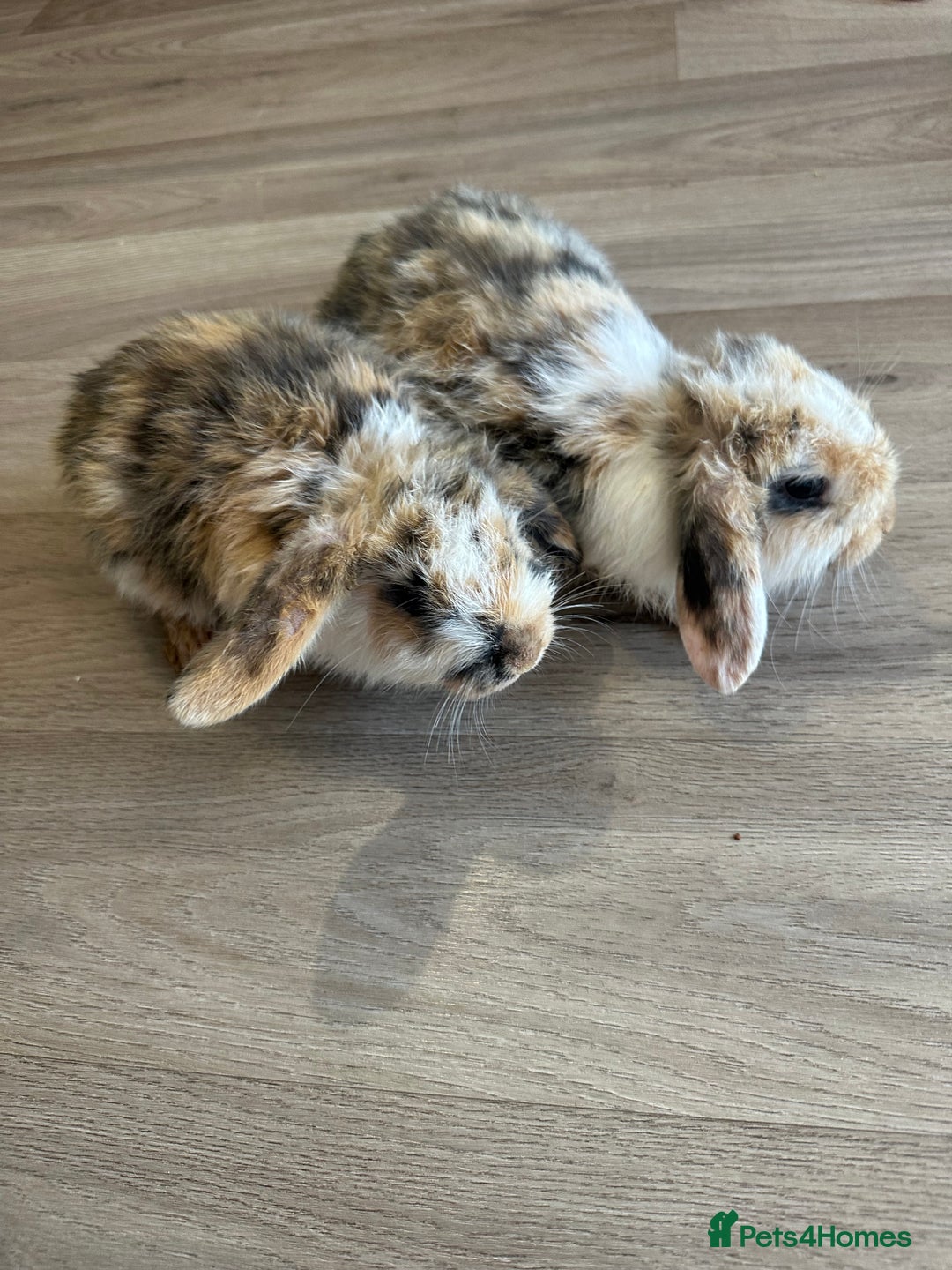 English Lop rabbits for sale: Beautiful rabbits for sale 07840003253  - Image 13