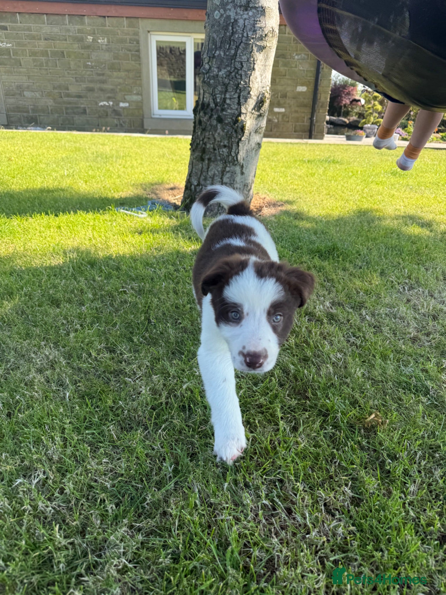 Border Collie dogs ISDS DNA Border Collie pups  - Advert 11
