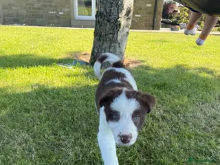 Border Collie dogs ISDS DNA Border Collie pups - Advert 1