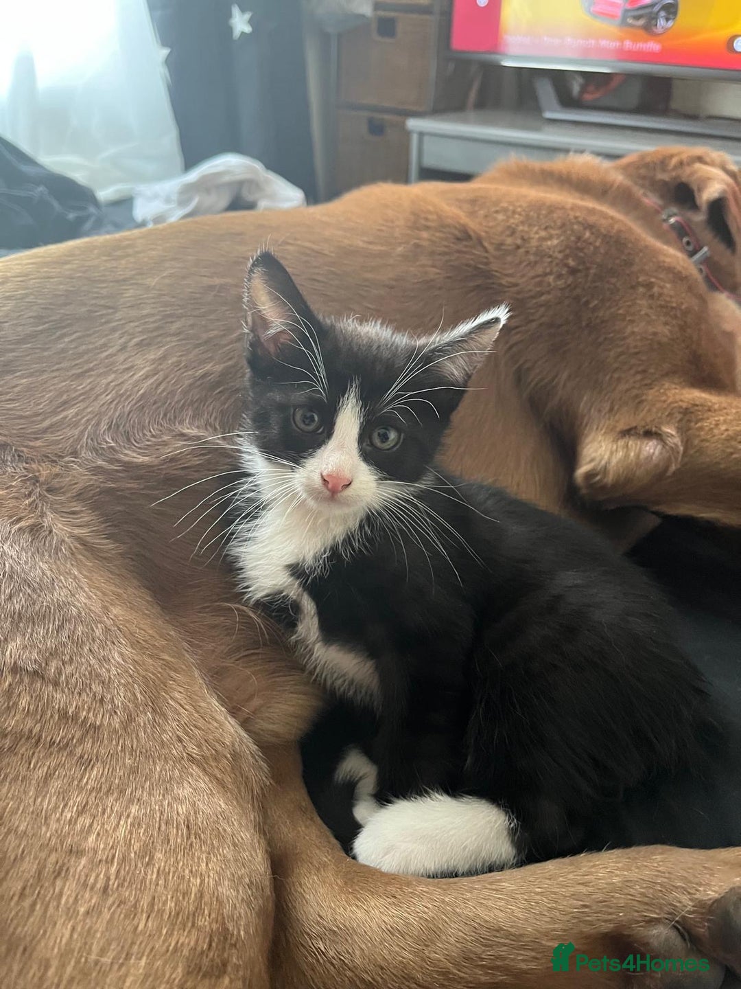 Mixed Breed cats for sale: 4 cute bundles of joy  - Image 15
