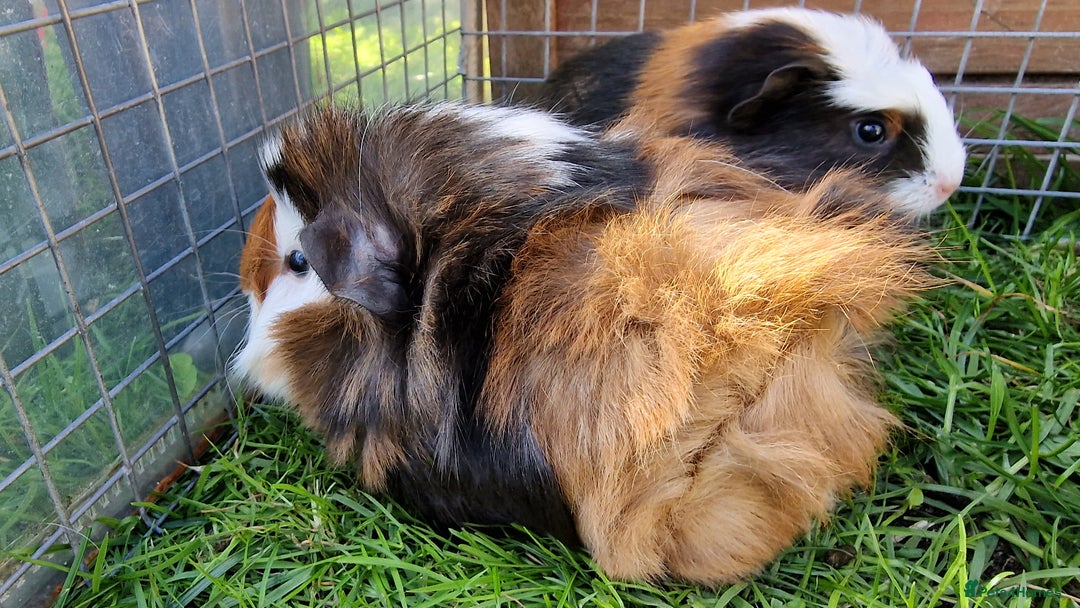 Guinea Pig rodents for sale: Male Guinea pigs, Ip3 - Image 4