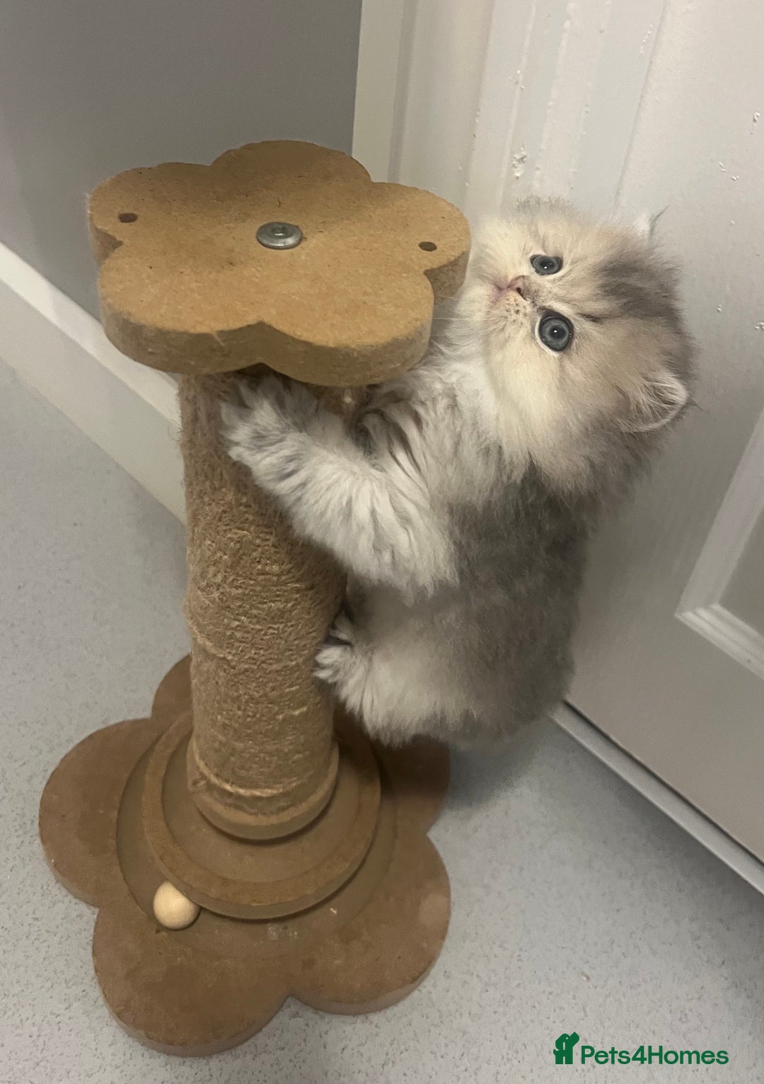 Scottish Fold cats for sale: Pedigree cutest SFLH kittens   - Advert 9