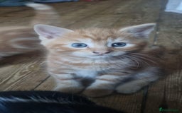 Mixed Breed cats for sale: Adorable Kittens. Ginger males - Image 11