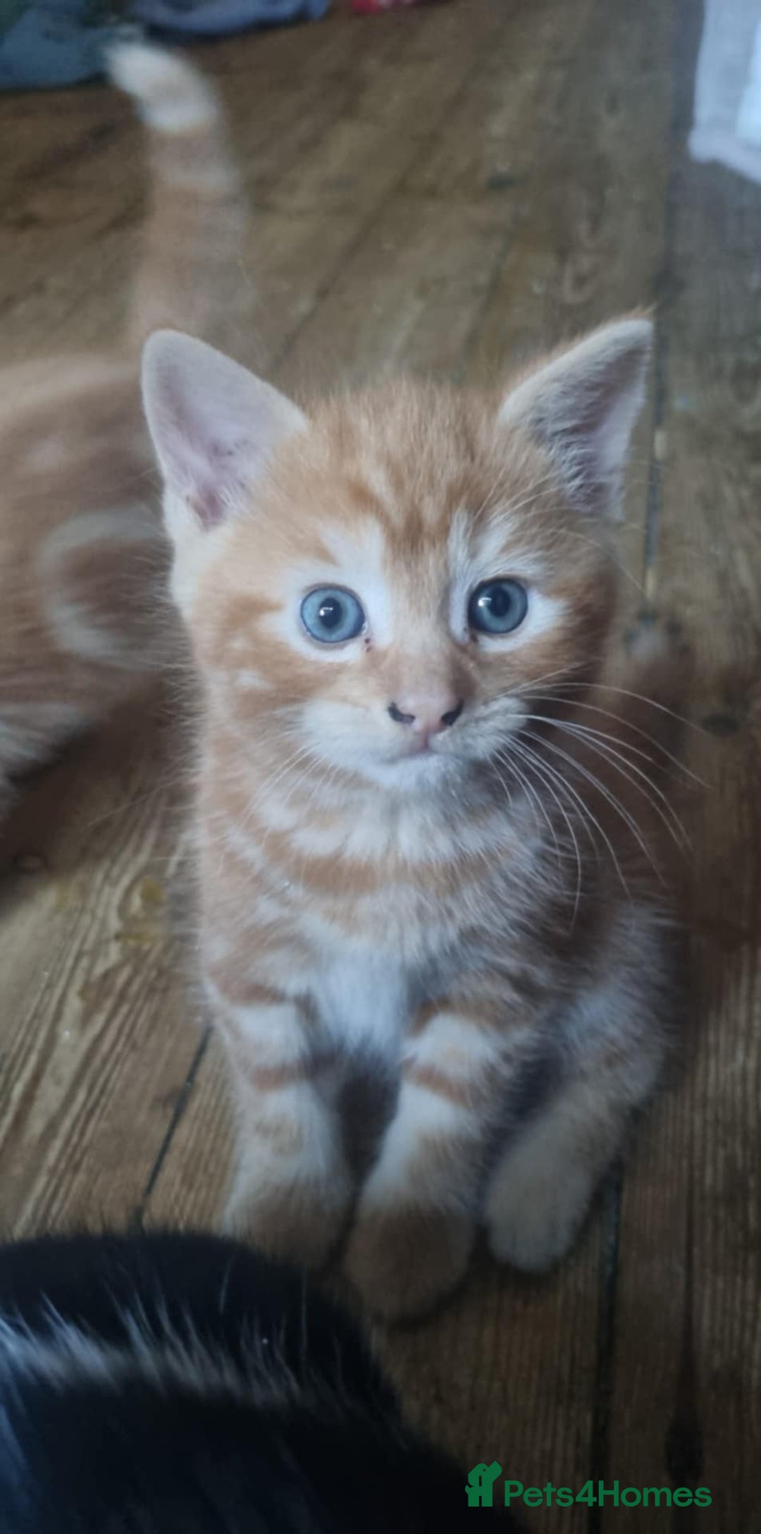 Mixed Breed cats for sale: Adorable Kittens. Ginger males - Image 11