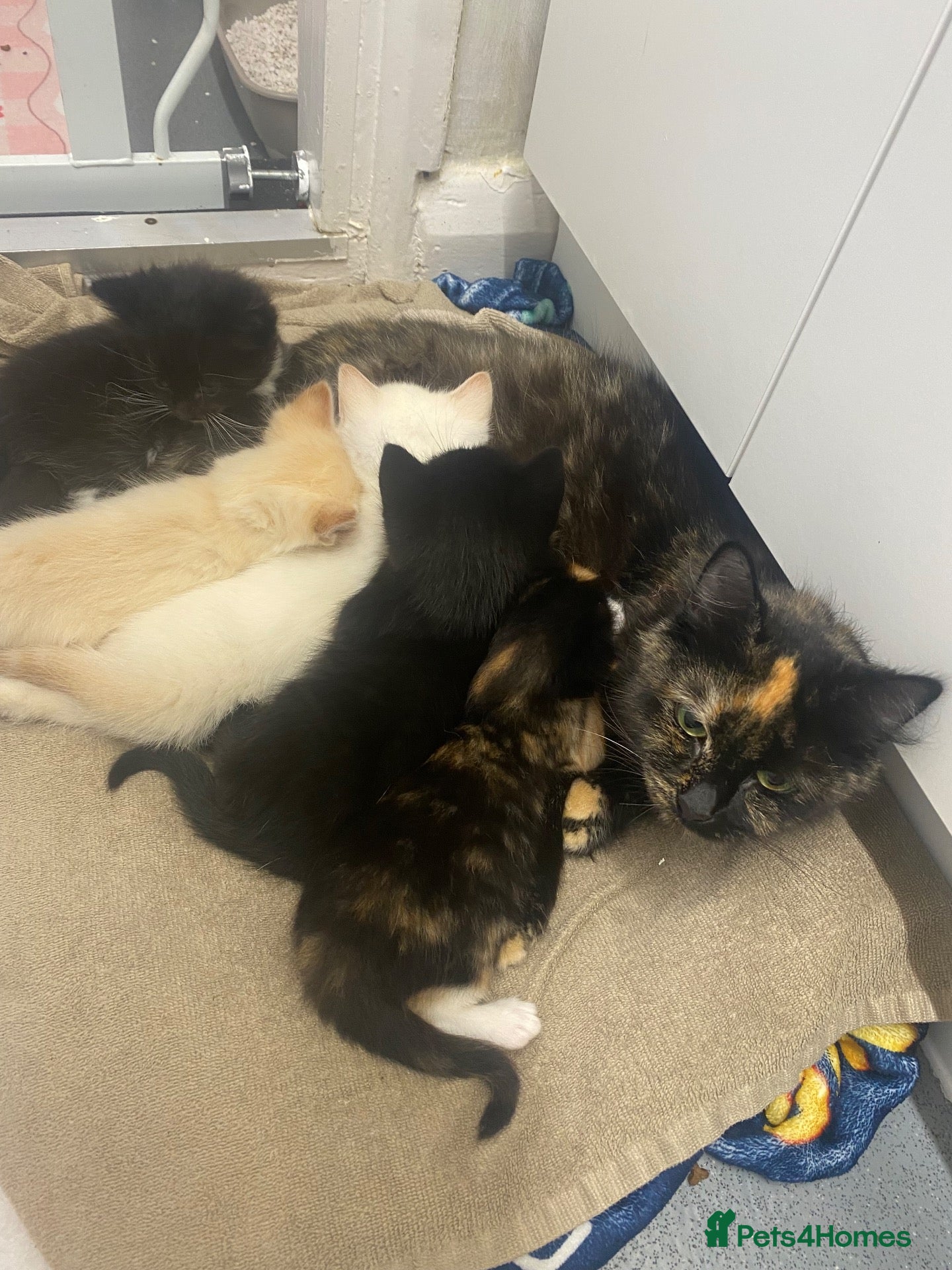 Mixed Breed cats for sale: Beautiful Mixed Breed Kittens - Advert 9