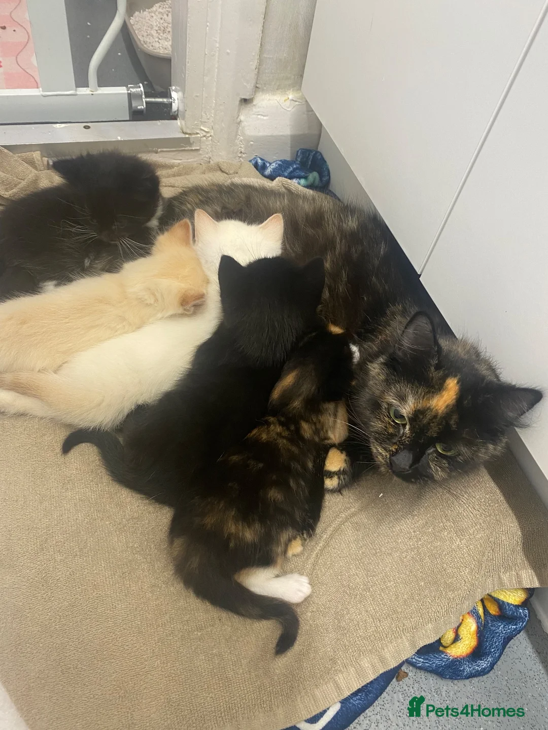 Mixed Breed cats for sale: Beautiful Mixed Breed Kittens - Advert 1