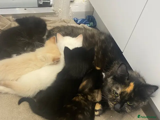 Mixed Breed cats for sale: Beautiful Mixed Breed Kittens - Advert 14