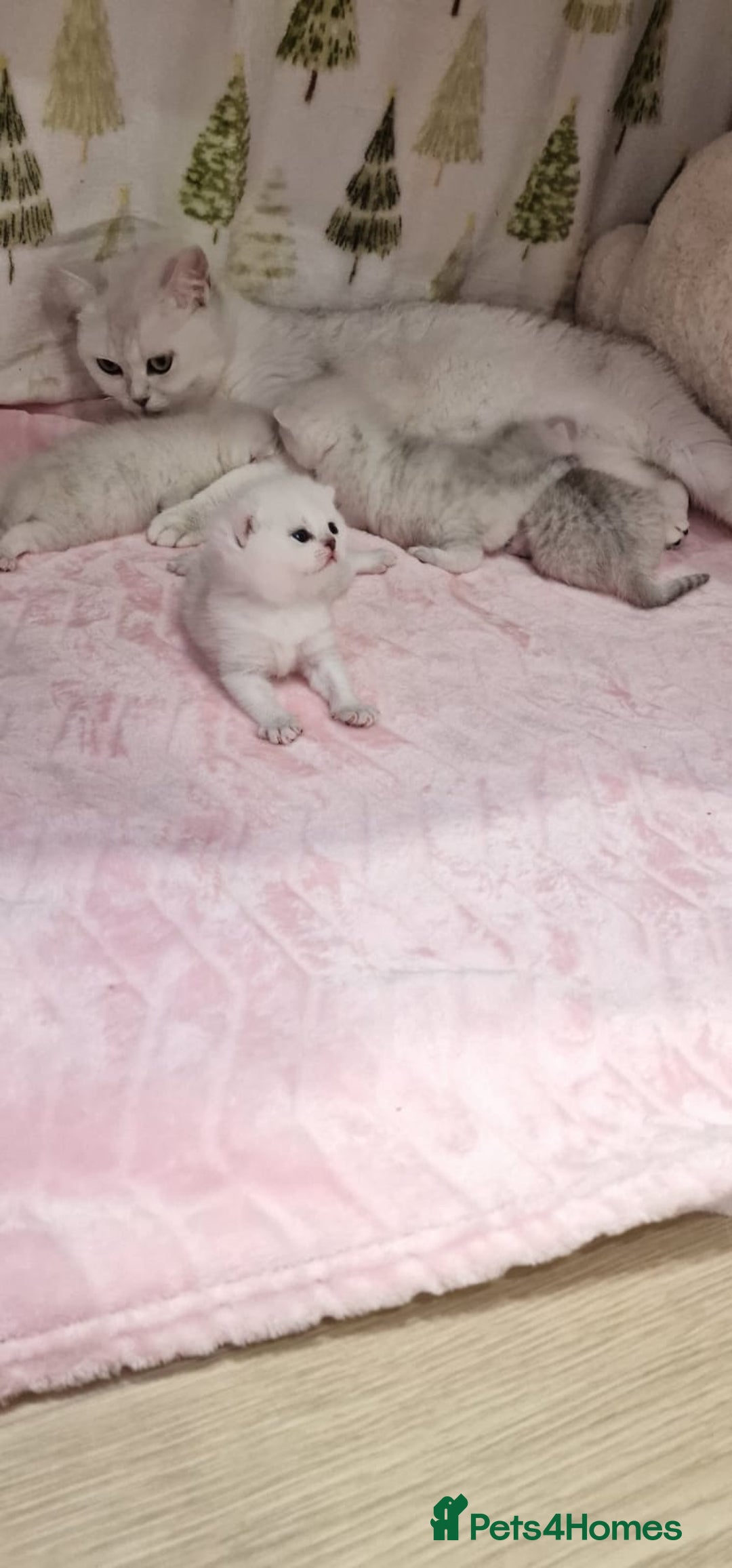 British Shorthair cats for sale: 💜British Shorthair Silver Chinchilla🧡 - Advert 13