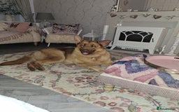 German Shepherd dogs for sale: STUNNING LIVER GERMAN SHEPHERD  - Image 3