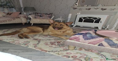 German Shepherd dogs - Advert 8