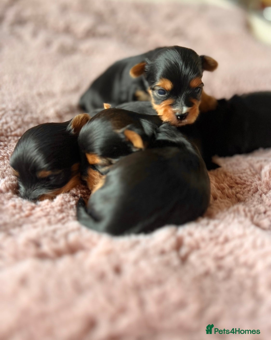 Yorkshire Terrier dogs ❣️❣️❣️ Miniature Yorkshire Terriers – 4 Boys ❣️❣️ - Advert 2