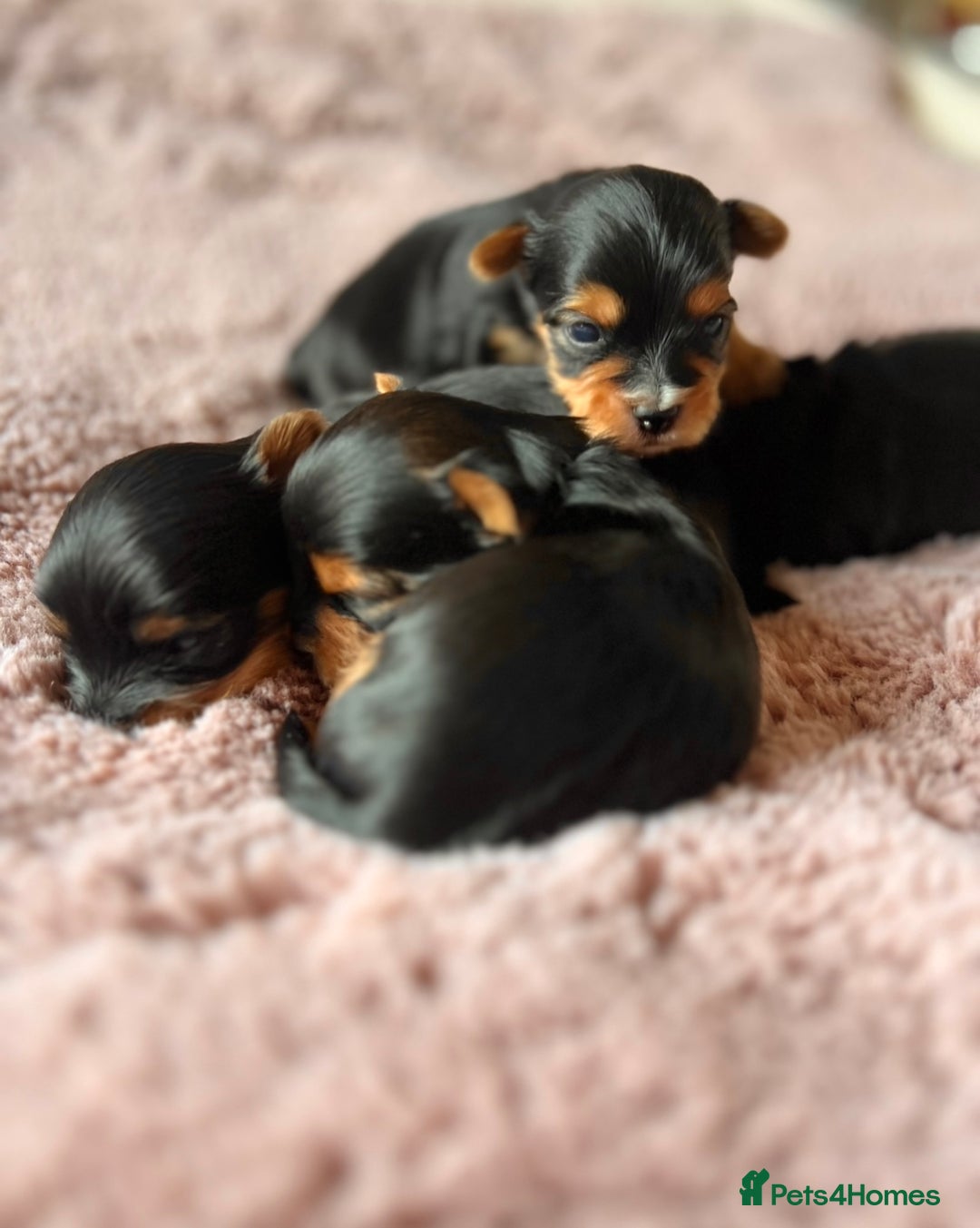 Yorkshire Terrier dogs for sale: ❣️❣️❣️ Miniature Yorkshire Terriers – 4 Boys ❣️❣️ - Advert 1