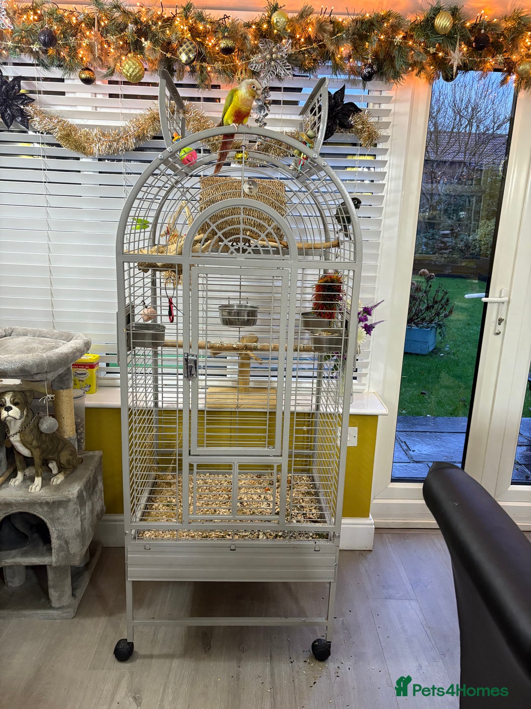 Conures birds for sale: Male pineapple conure - Advert 6