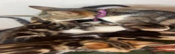 Mixed Breed cats for sale: 6 beautiful kittens  - Advert 1