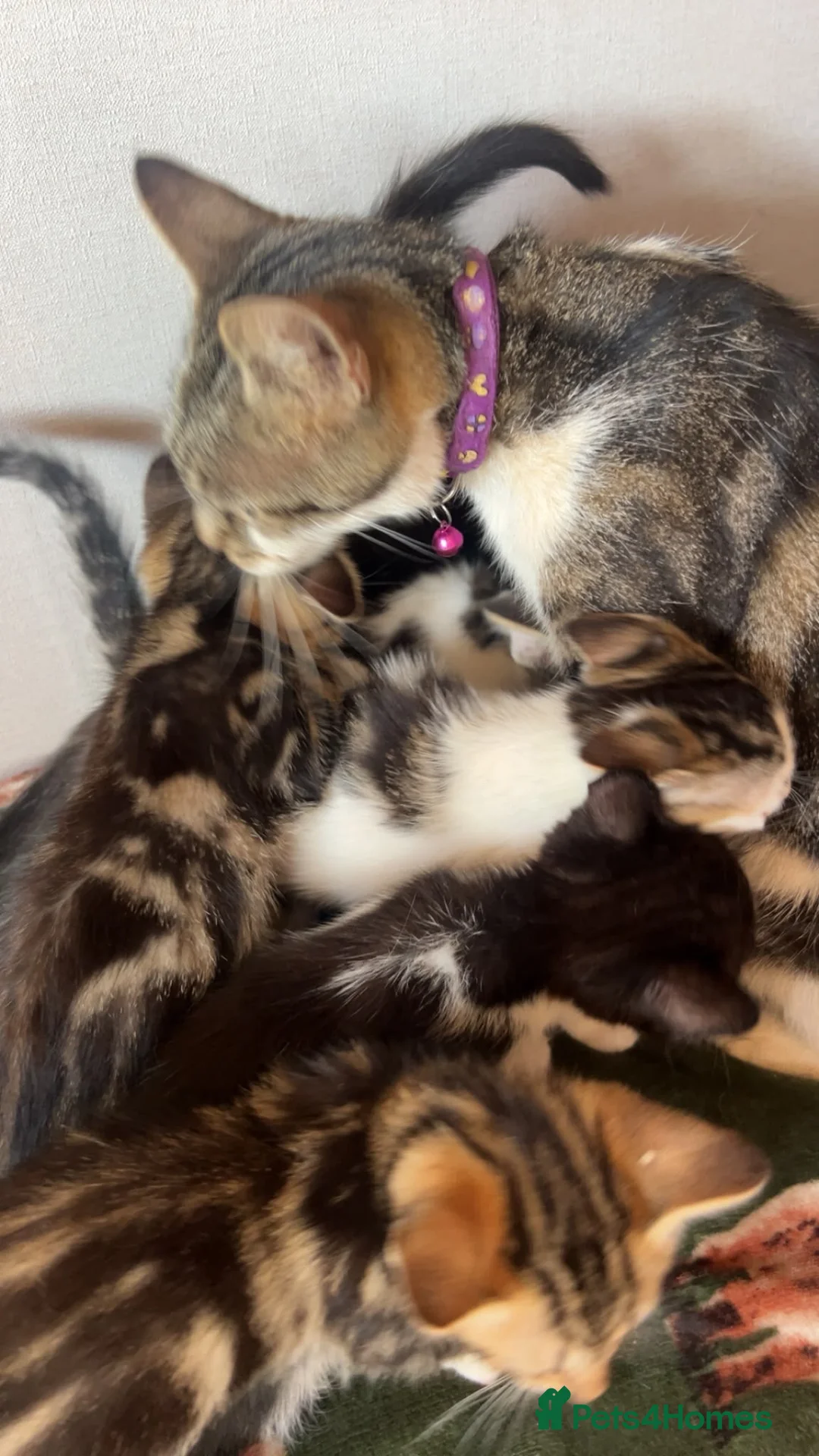 Mixed Breed cats for sale: 6 beautiful kittens  - Advert 1