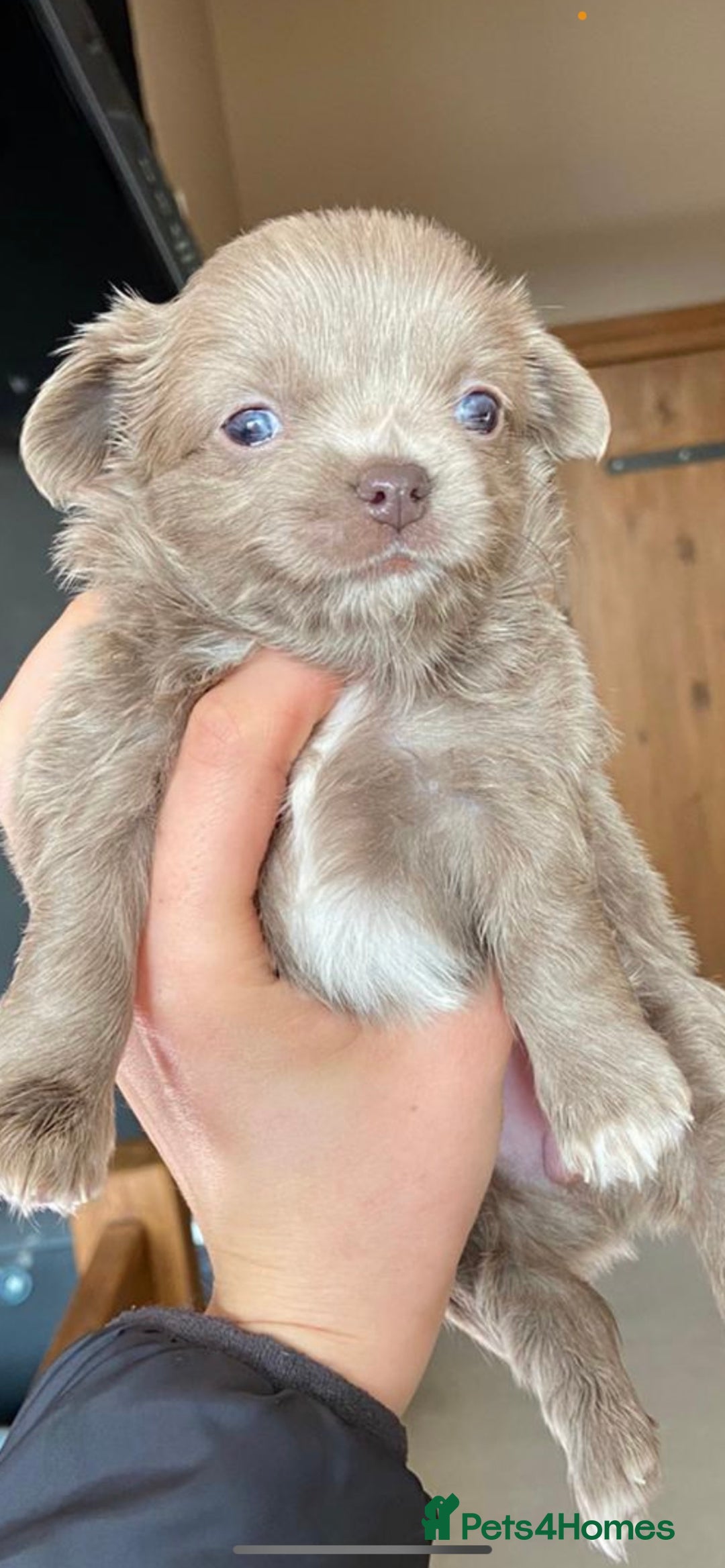Chihuahua dogs for stud: KC Registered Blue Double KB in Chorley - Image 2