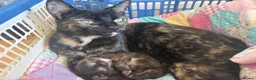 Mixed Breed cats for sale: Beautiful tabby kitten - unusual markings - Advert 7