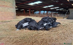 Borador dogs for sale: Labrador x Border Collie pups for sale - Image 4