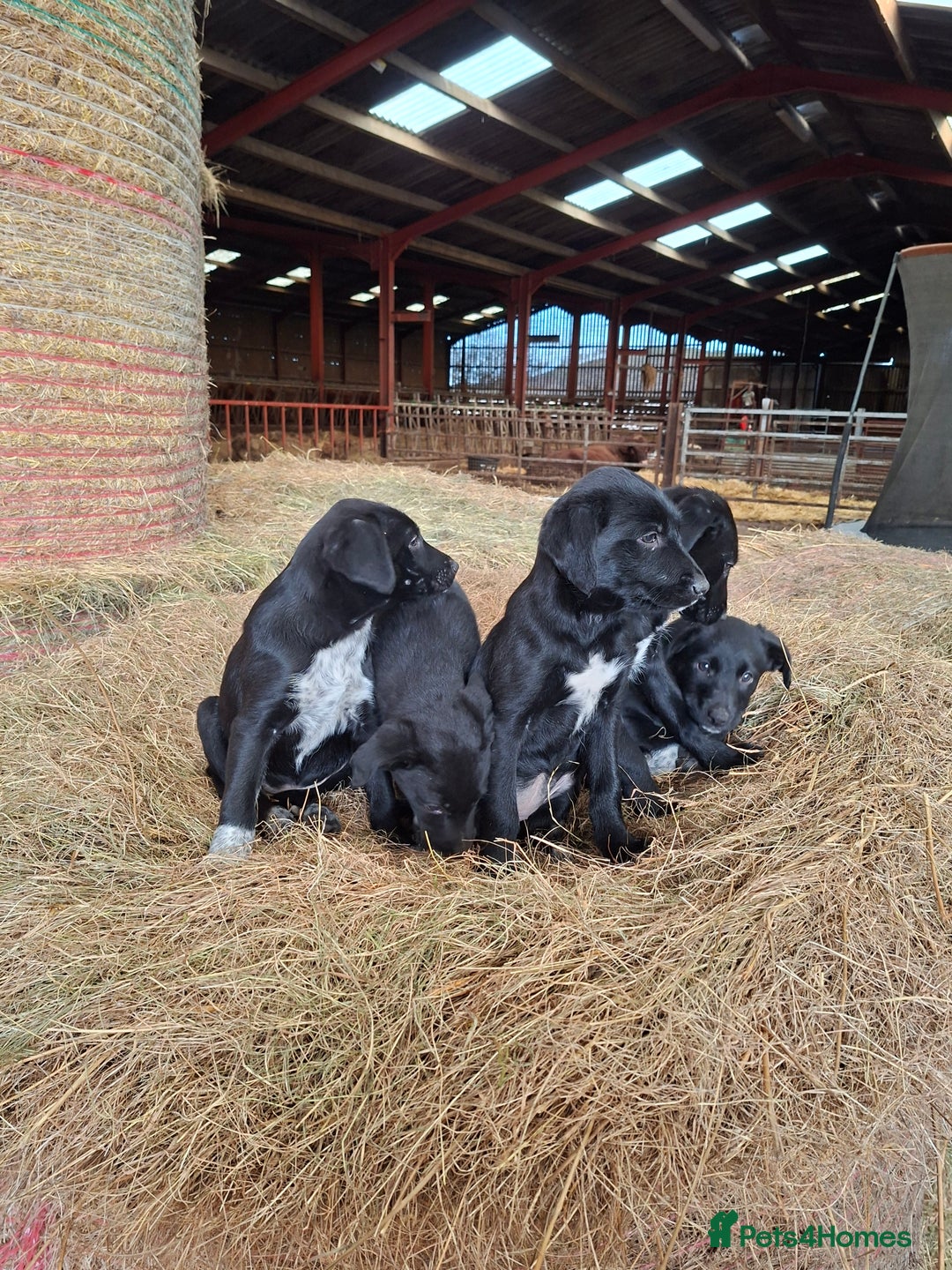 Borador dogs for sale: Labrador x Border Collie pups for sale - Image 4
