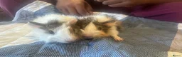 Guinea Pig rodents for sale: Long haired male guinea pig brothers  - Advert 13