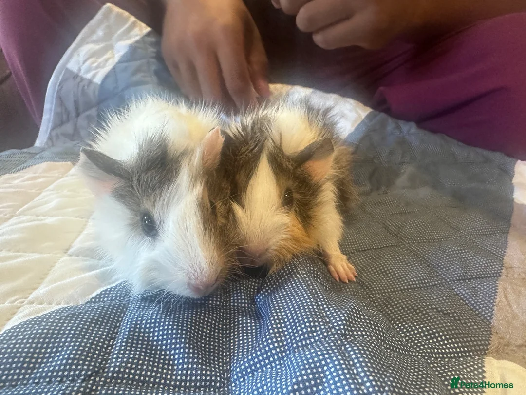 Guinea Pig rodents for sale: Long haired male guinea pig brothers  - Advert 13