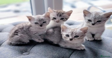 British Shorthair cats - Advert 8