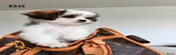 Cava Tzu dogs for sale: Gorgeous Cavatzus – Cavalier × Shih Tzu Puppies - Advert 6