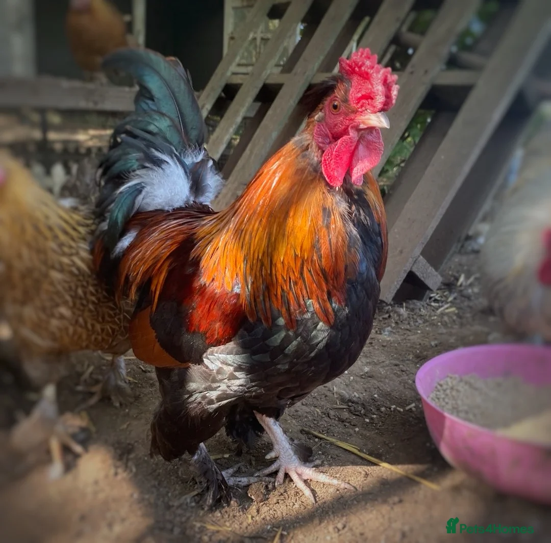 Chickens poultry for sale: Handsome Bantam Cockerels for Loving Home  - Advert 2
