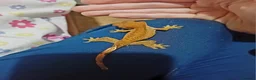 Gecko reptiles for sale: Multiple baby crested geckos for sale - Advert 12