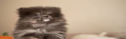 Pomeranian dogs for sale: Beautiful boys ready for their new homes  - Advert 4