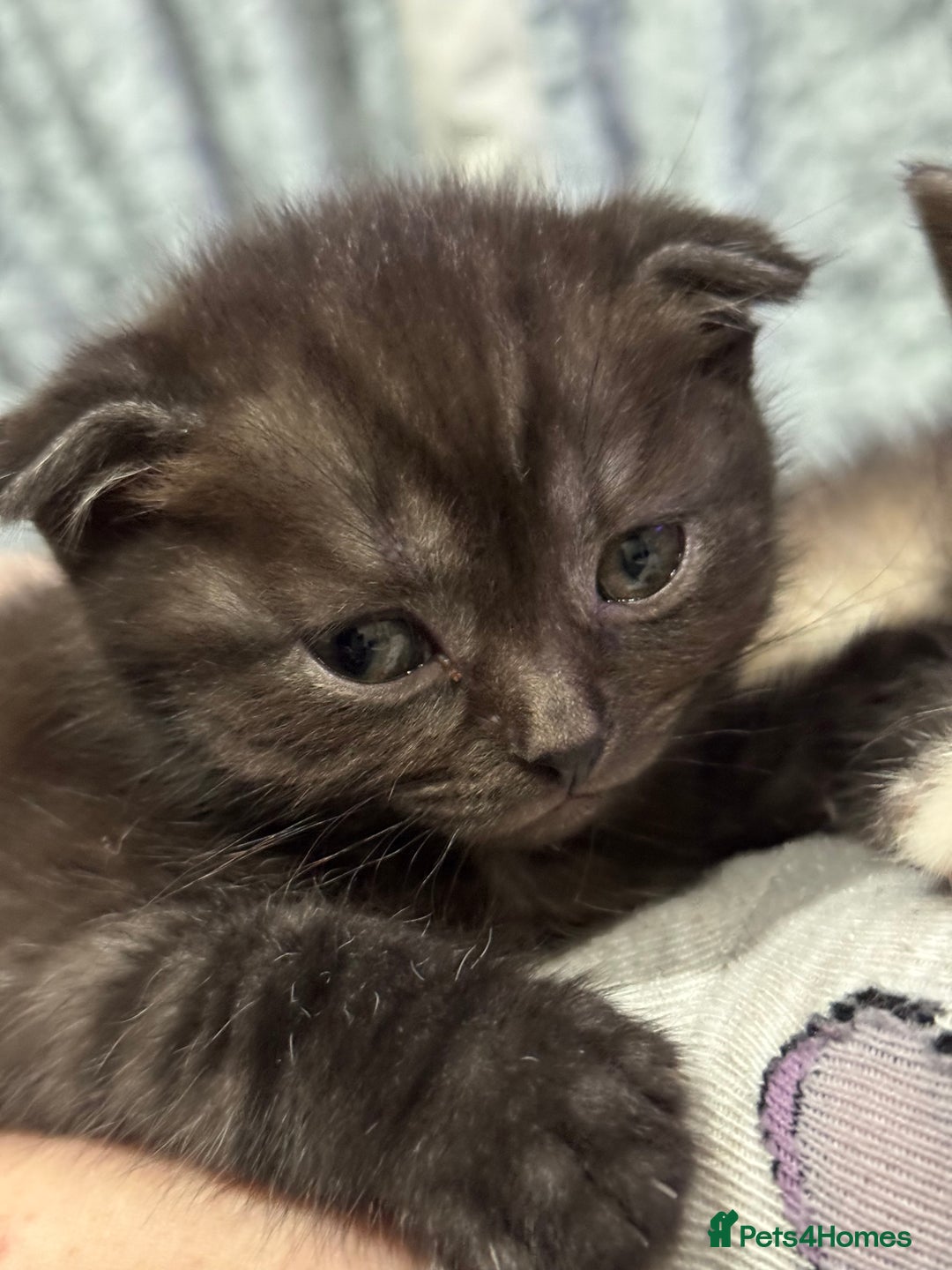Scottish Fold cats for sale: Unique Smoke Scottish folds/straights - Advert 2