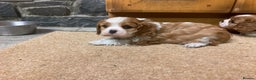 Cavalier King Charles Spaniel dogs for sale: Super KC blenheim pups - health tested parents - Advert 11