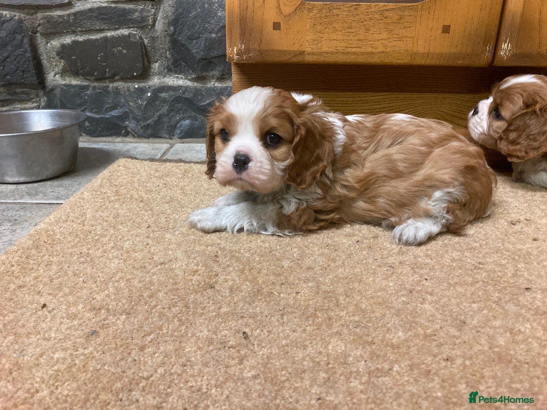 Cavalier King Charles Spaniel dogs for sale: Super KC blenheim pups - health tested parents - Advert 11